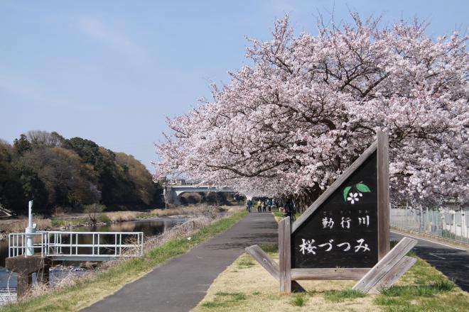 『勤行川　桜づつみ』の画像