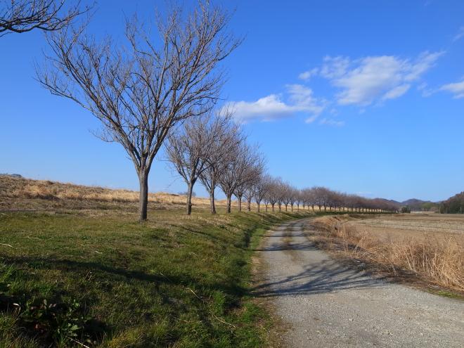 『小貝川　桜並木』の画像