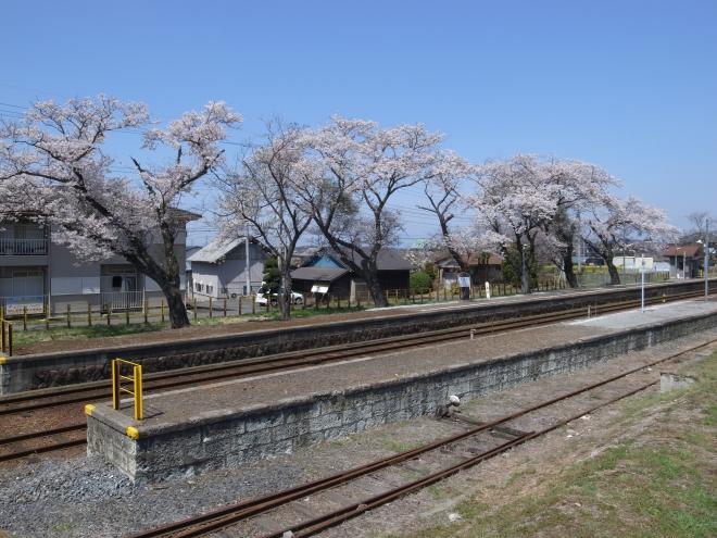 『関東鉄道常総線　黒子駅ホームの桜』の画像