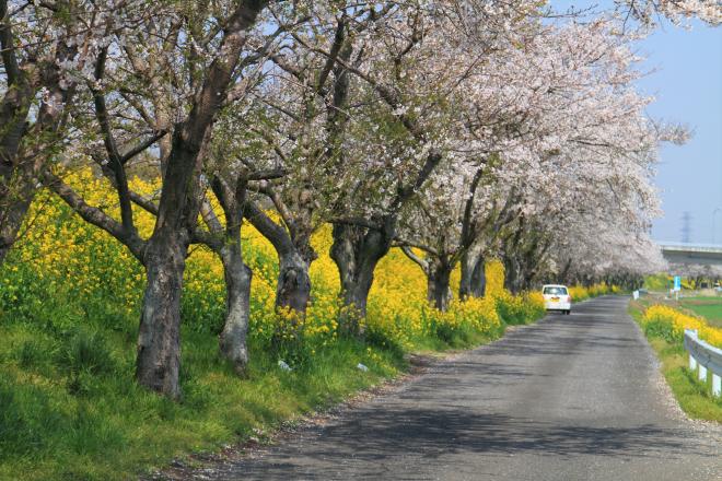 『勤行川　菜の花』の画像